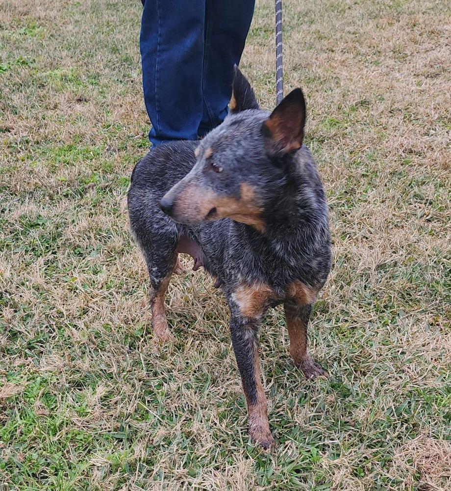 Enlarge Julie, a Adoptable Australian Cattle Dog / Blue Heeler in Aulac, NB image 4/4