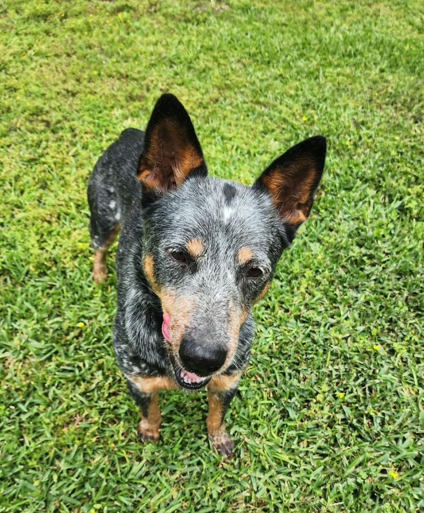 Enlarge Julie, a Adoptable Australian Cattle Dog / Blue Heeler in Aulac, NB image 2/6