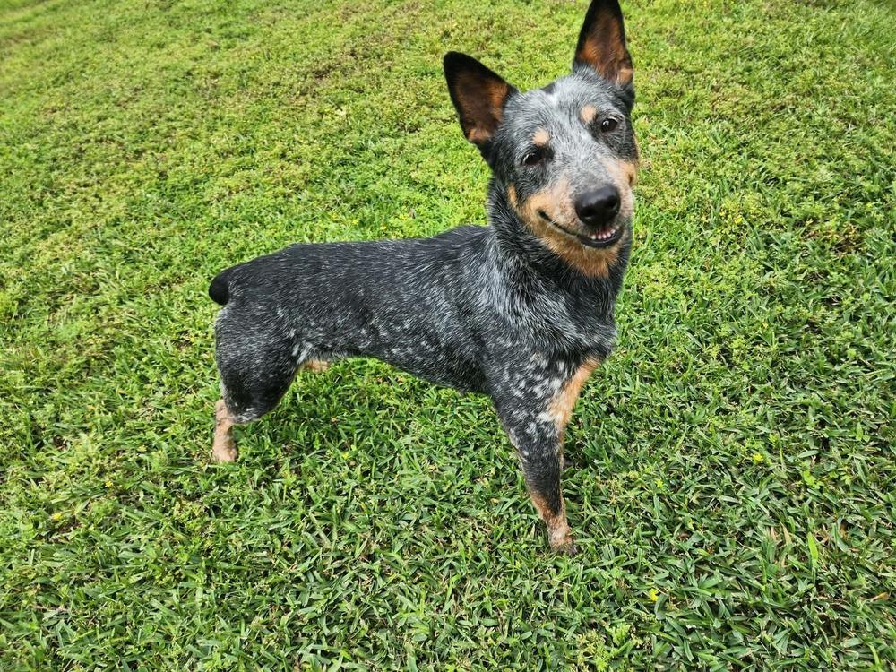 Enlarge Julie, a Adoptable Australian Cattle Dog / Blue Heeler in Aulac, NB image 3/6