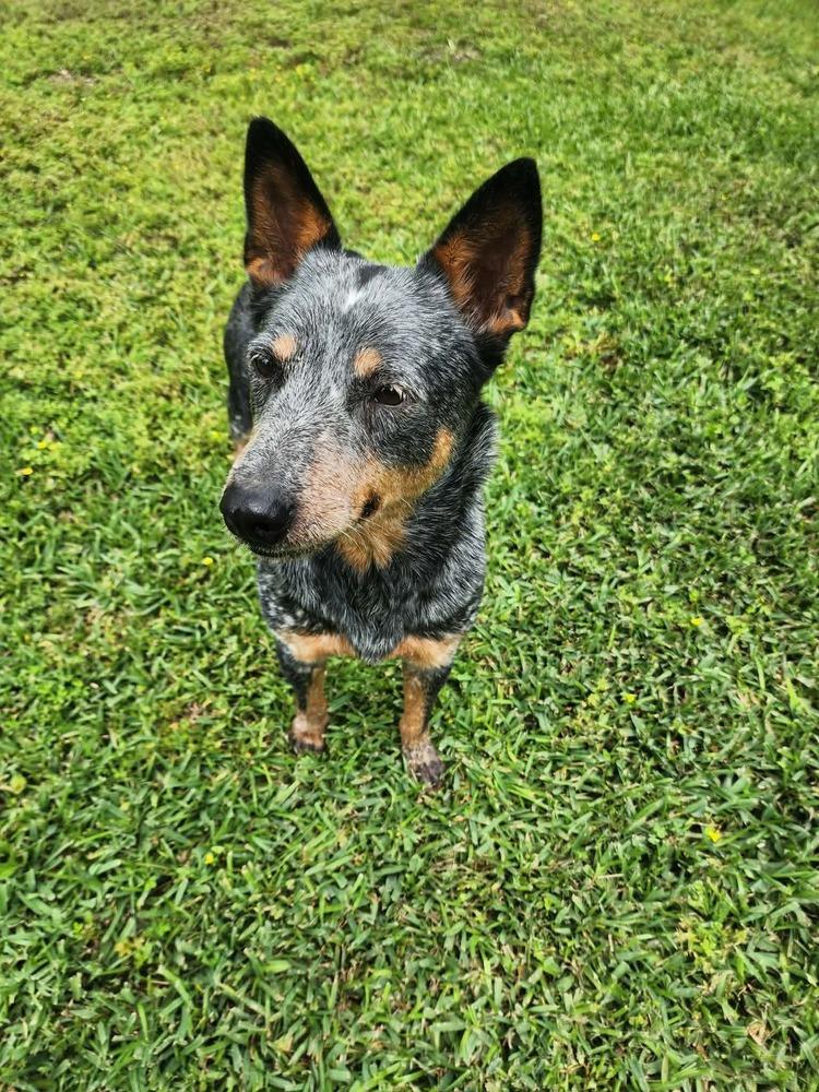 Enlarge Julie, a Adoptable Australian Cattle Dog / Blue Heeler in Aulac, NB image 4/6