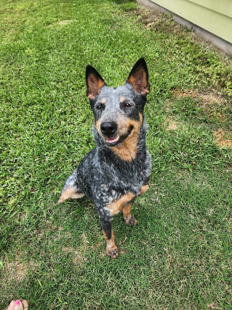Enlarge Julie, a Adoptable Australian Cattle Dog / Blue Heeler in Aulac, NB image 5/6