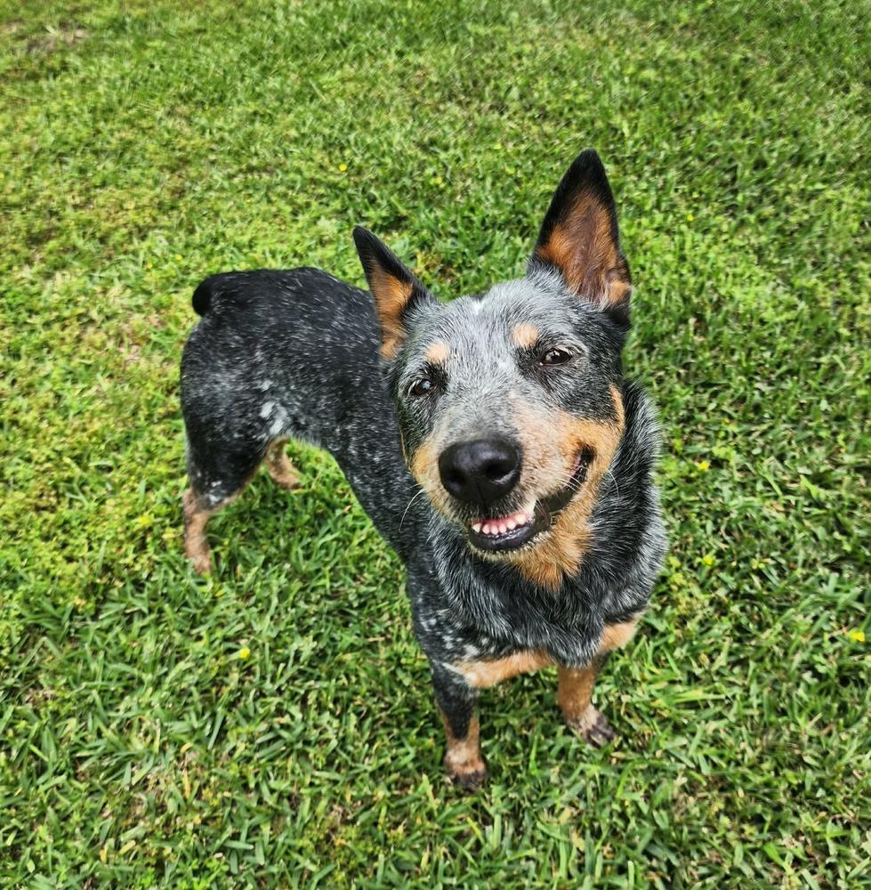 Enlarge Julie, a Adoptable Australian Cattle Dog / Blue Heeler in Aulac, NB image 6/6