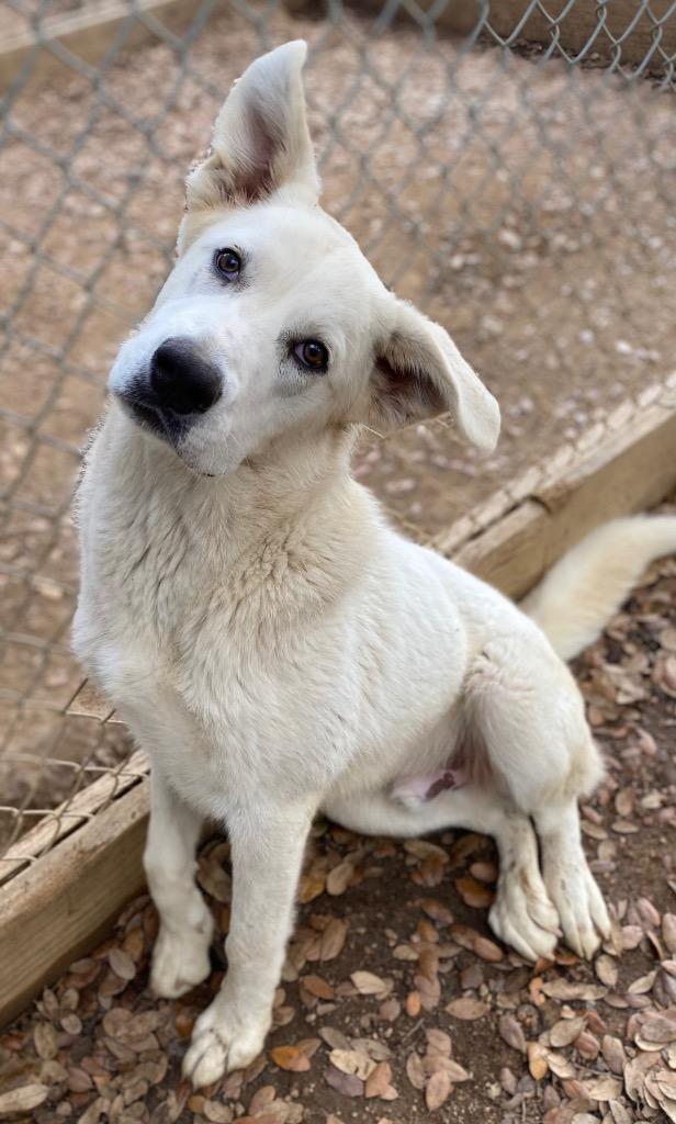 Franklyn, Adoptable, Young Male Great Pyrenees.