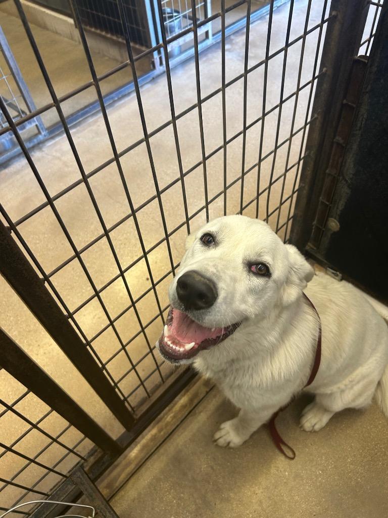 Enlarge Franklyn, a Adoptable Great Pyrenees in Lockhart, TX image 1/1