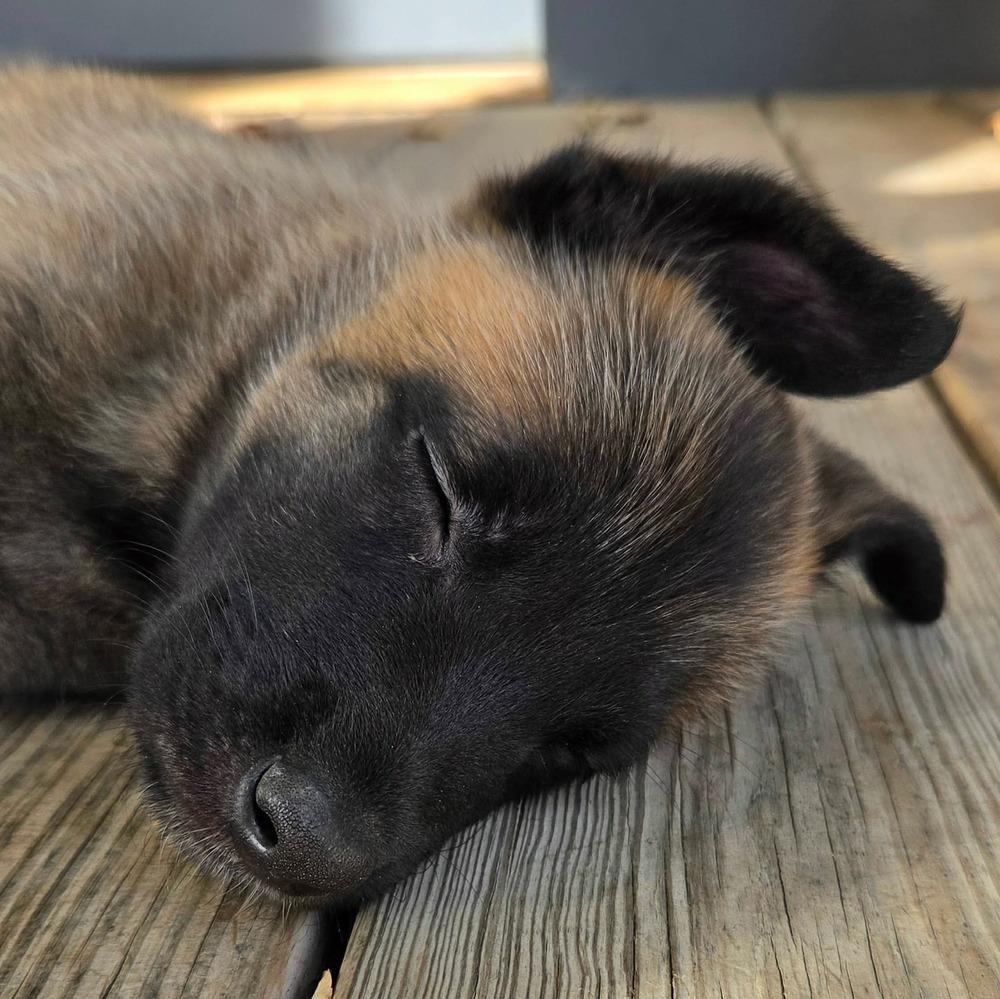 Enlarge Ranger, a Adoptable Belgian Shepherd / Malinois in China Township, MI image 6/6