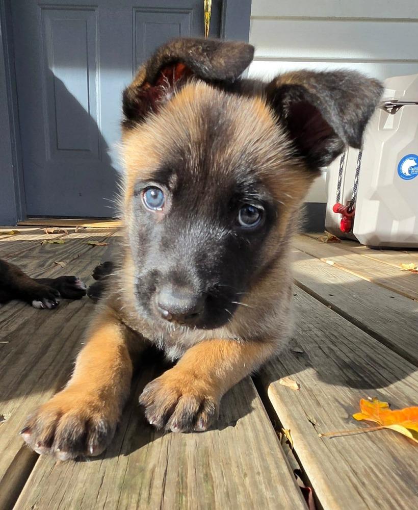 Enlarge Ranger, a Adoptable Belgian Shepherd / Malinois in China Township, MI image 4/6