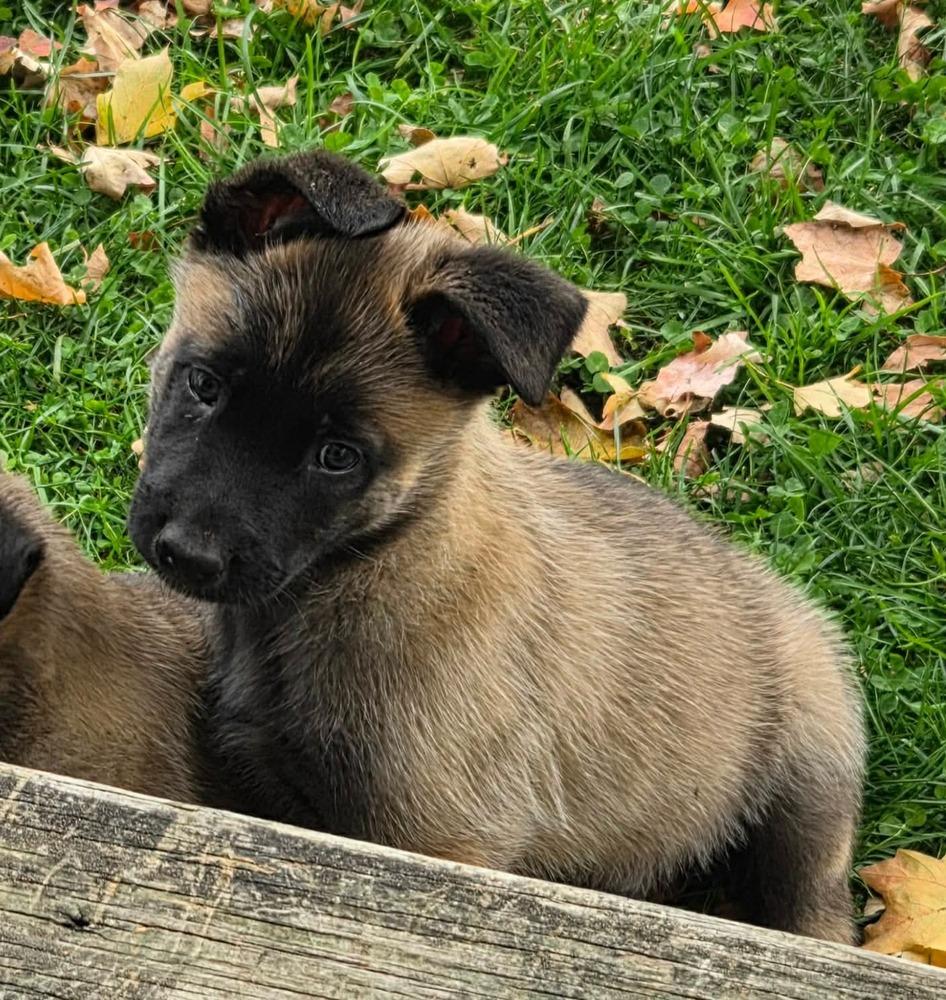 Ranger, Adoptable, Puppy Male Belgian Shepherd / Malinois.