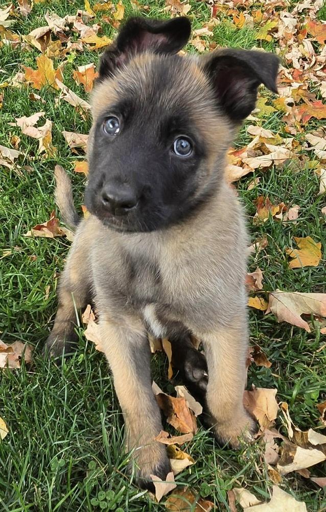 Enlarge Ranger, a Adoptable Belgian Shepherd / Malinois in China Township, MI image 2/6
