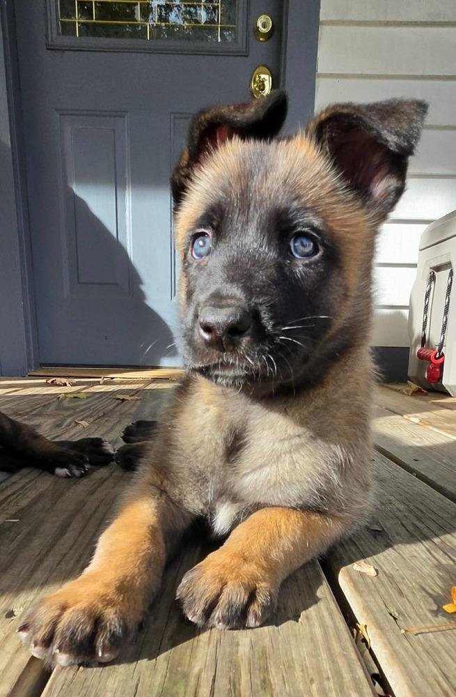Enlarge Ranger, a Adoptable Belgian Shepherd / Malinois in China Township, MI image 3/6