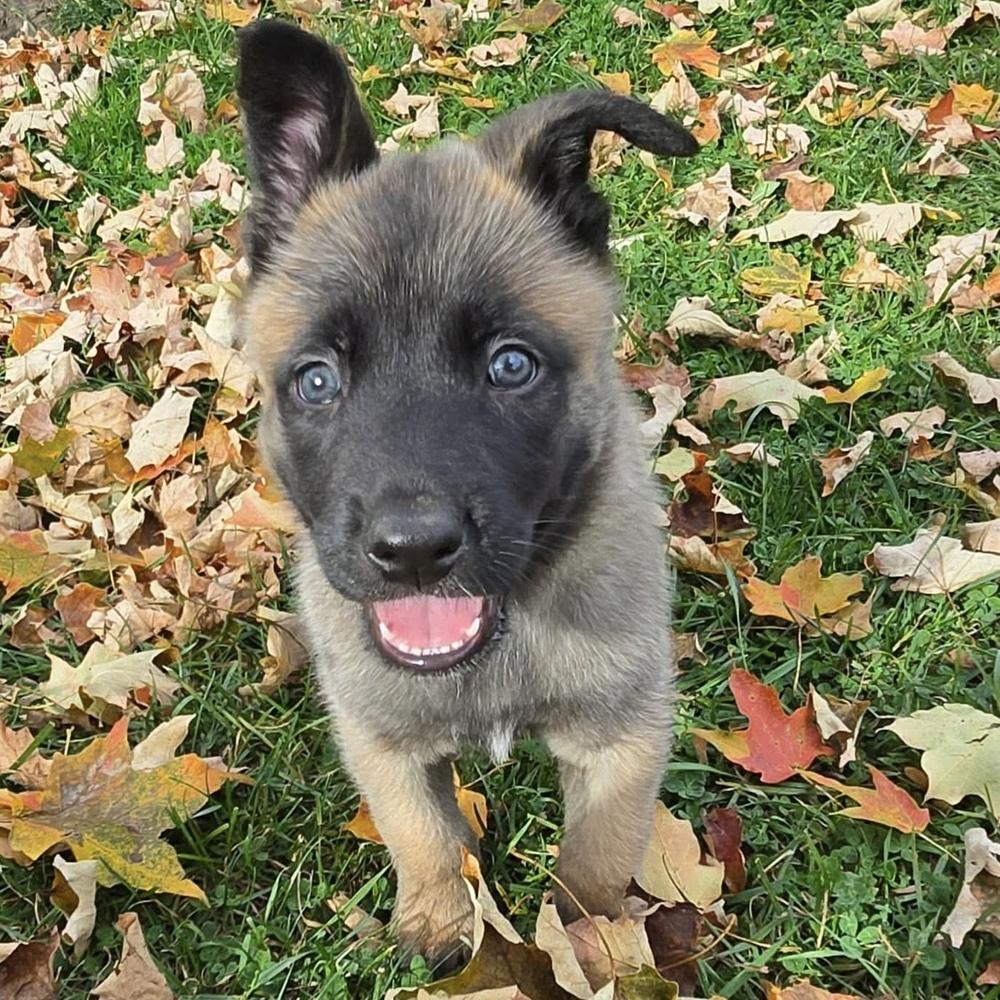 Enlarge Ranger, a Adoptable Belgian Shepherd / Malinois in China Township, MI image 5/6