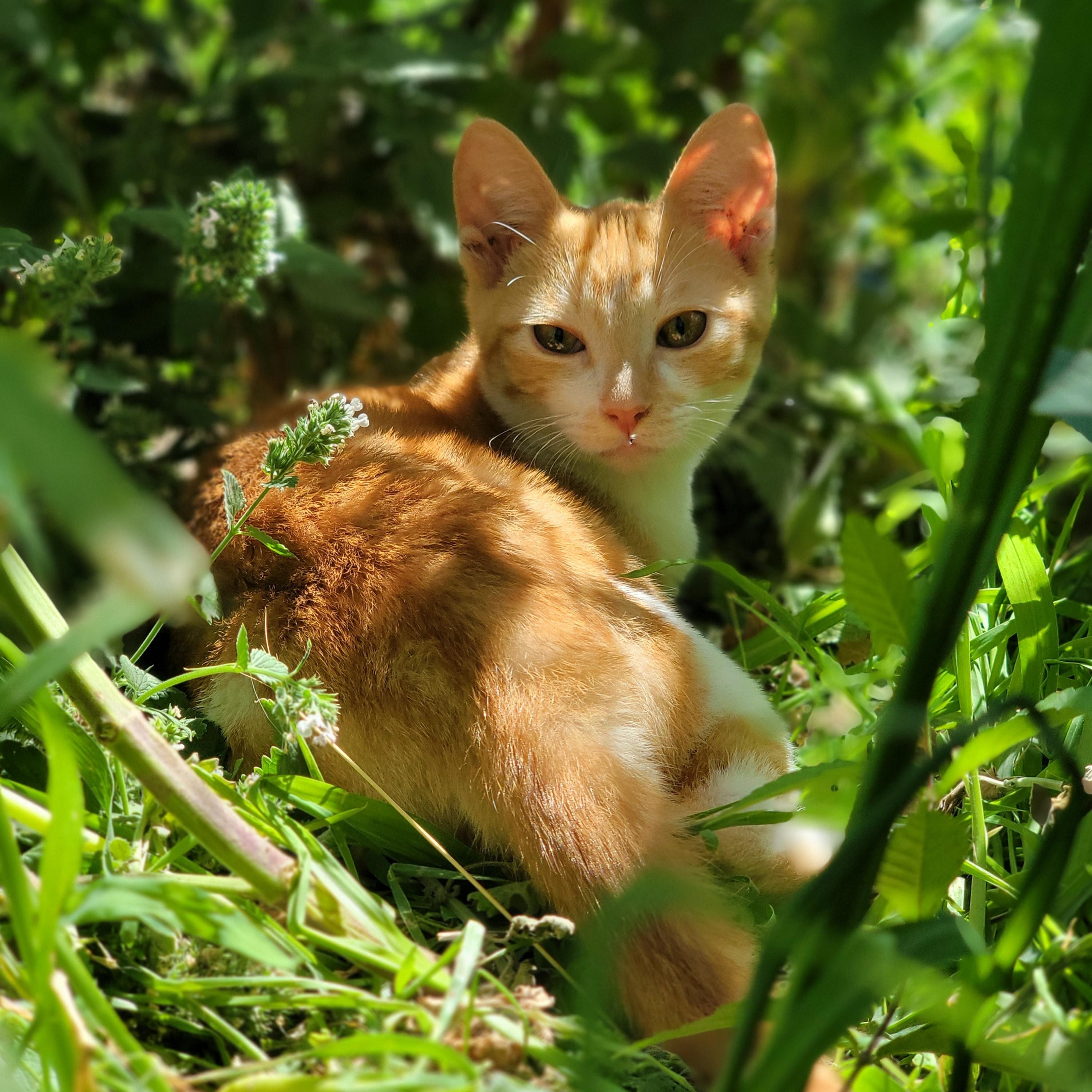 Brandy, a Adoptable Domestic Short Hair in Washoe Valley, NV image 2/4