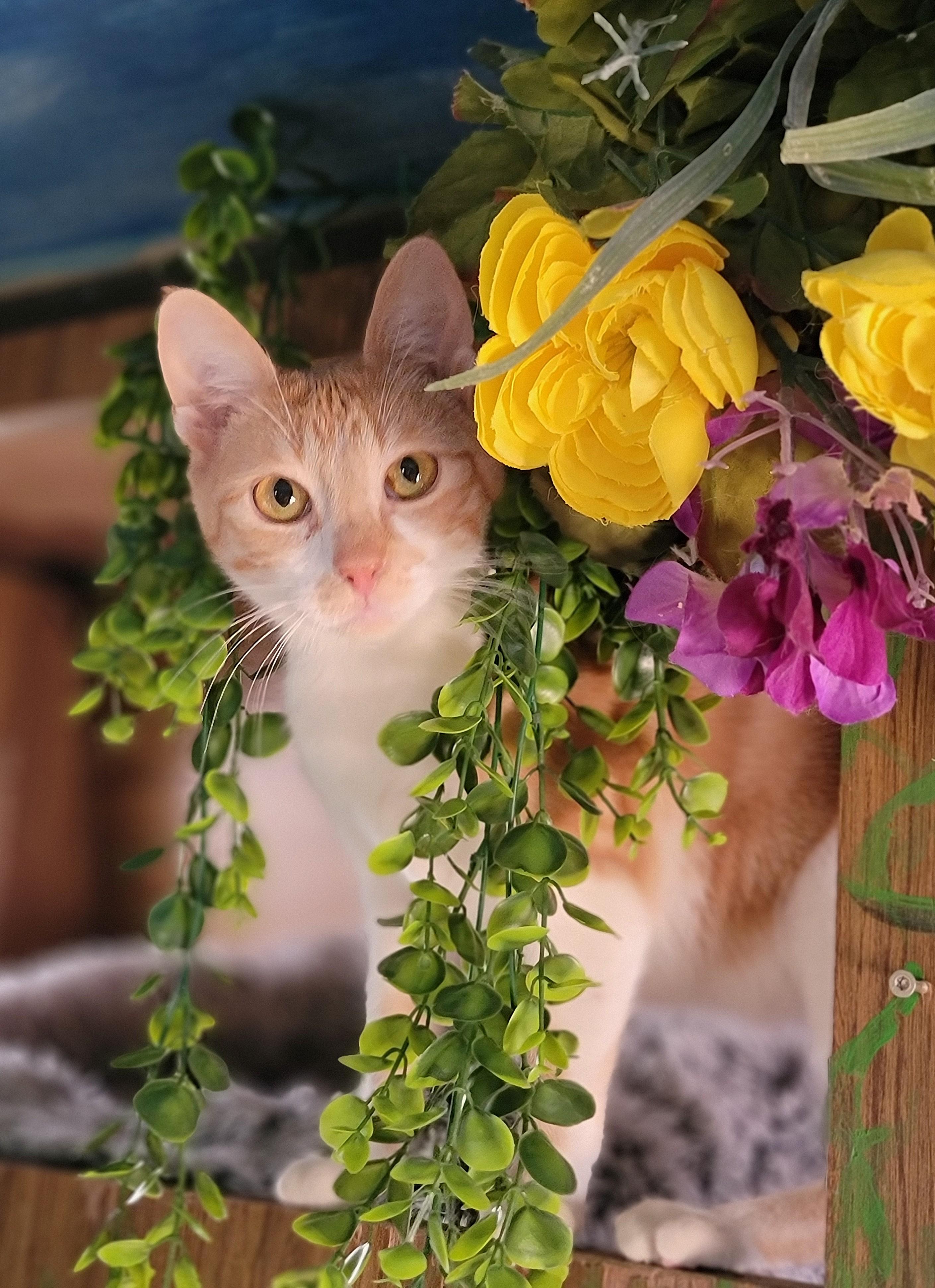 Brandy, an adoptable Domestic Short Hair in Washoe Valley, NV image 3/3