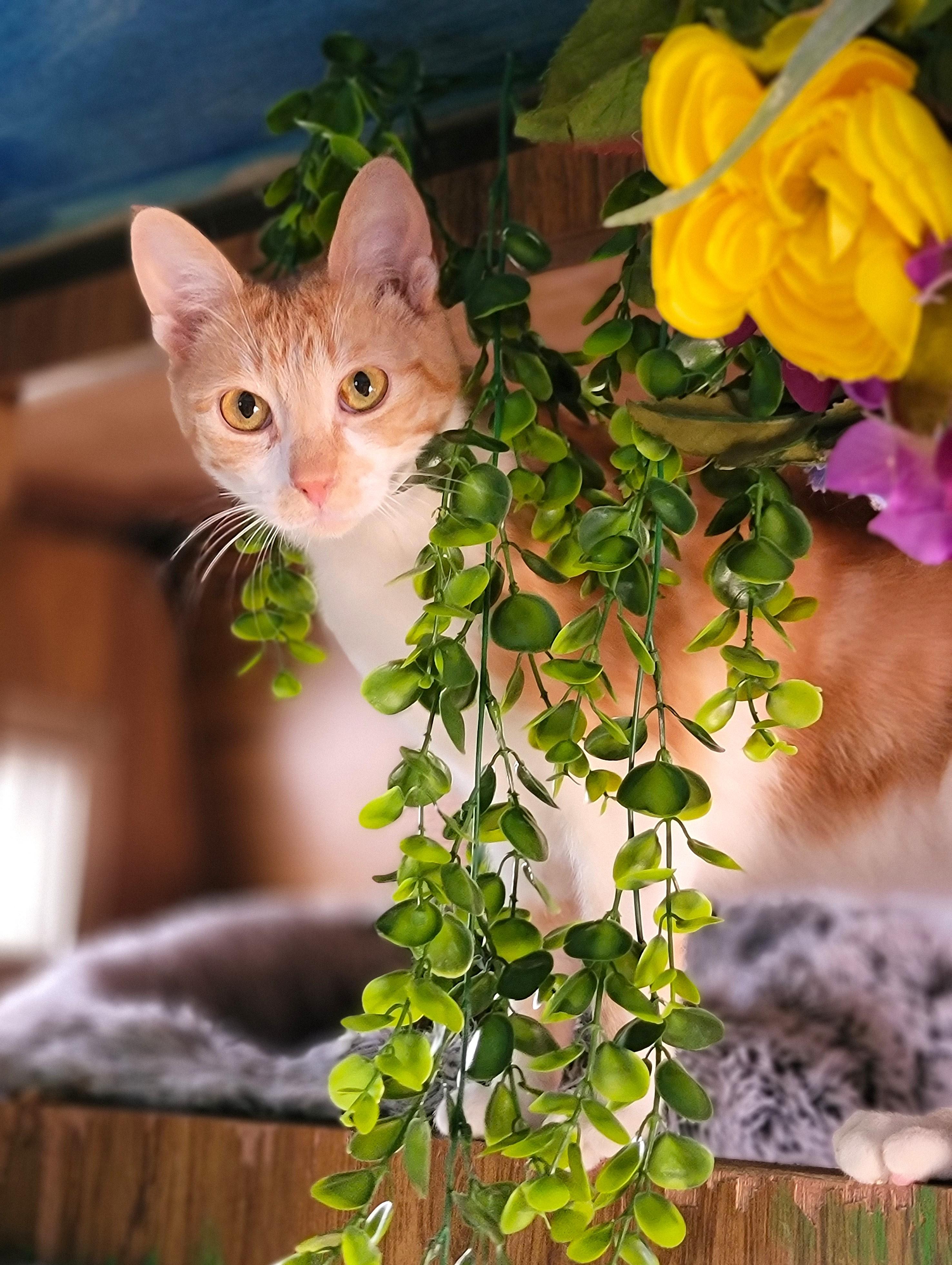 Brandy, adoptable, Young Female Domestic Short Hair.