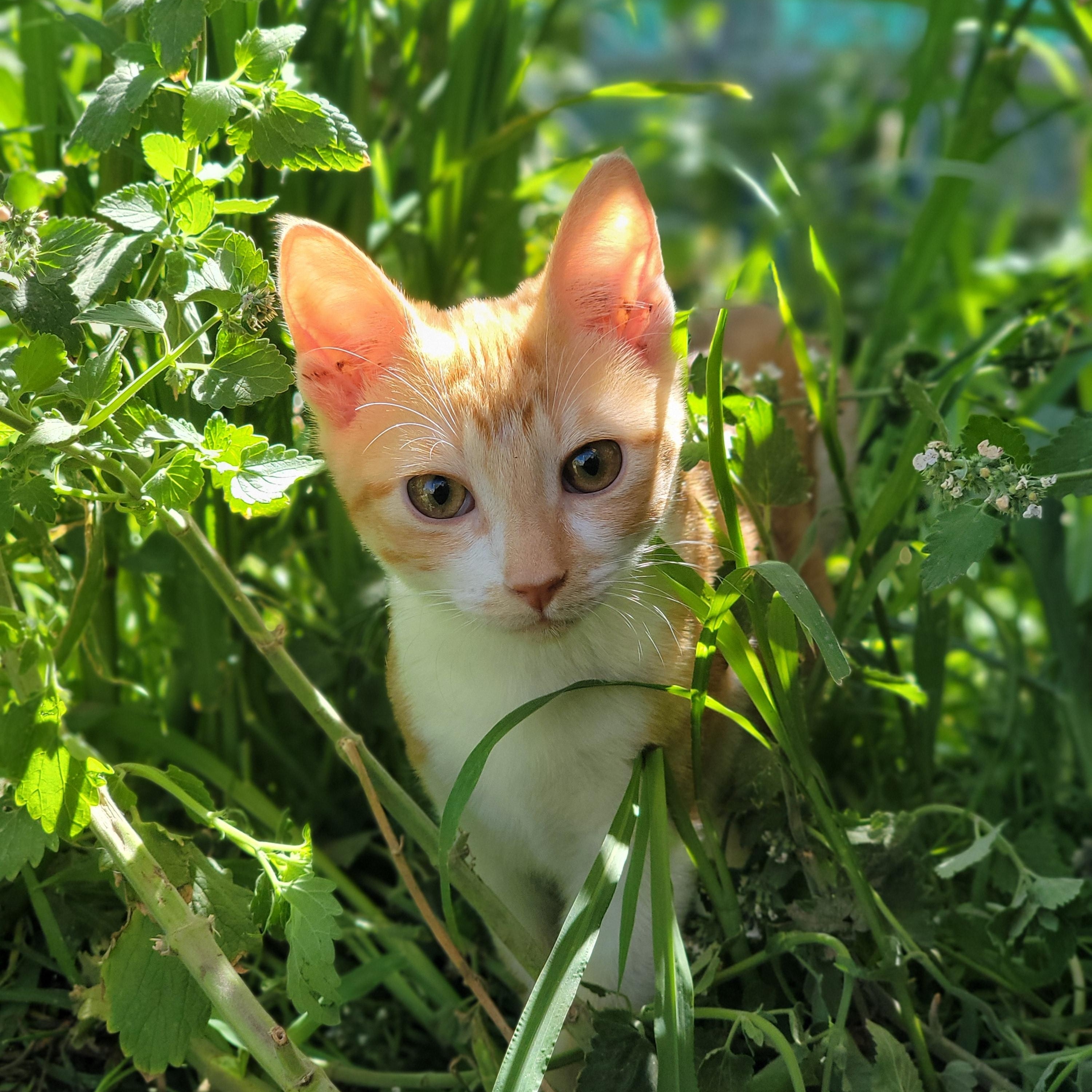 Brandy, a Adoptable Domestic Short Hair in Washoe Valley, NV image 3/4