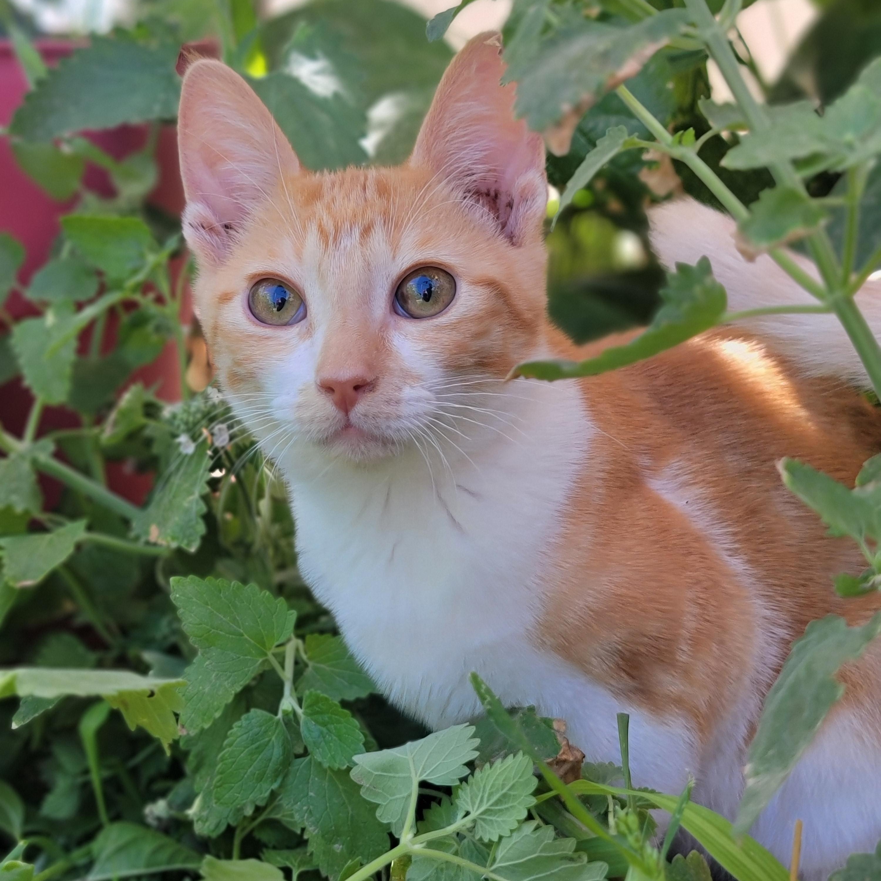 Brandy, a Adoptable Domestic Short Hair in Washoe Valley, NV image 1/4