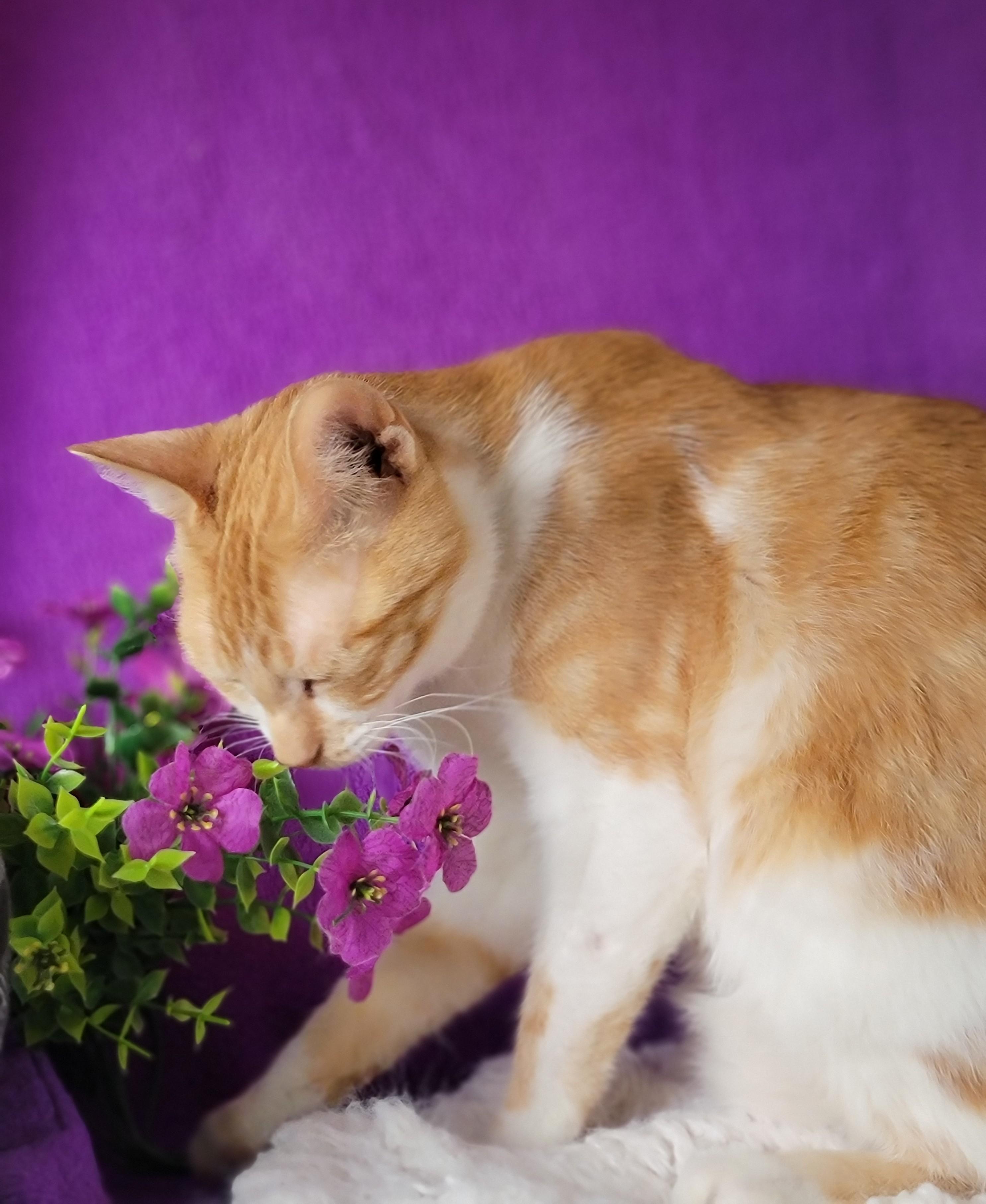 Brandy, an adoptable Domestic Short Hair in Washoe Valley, NV image 2/3