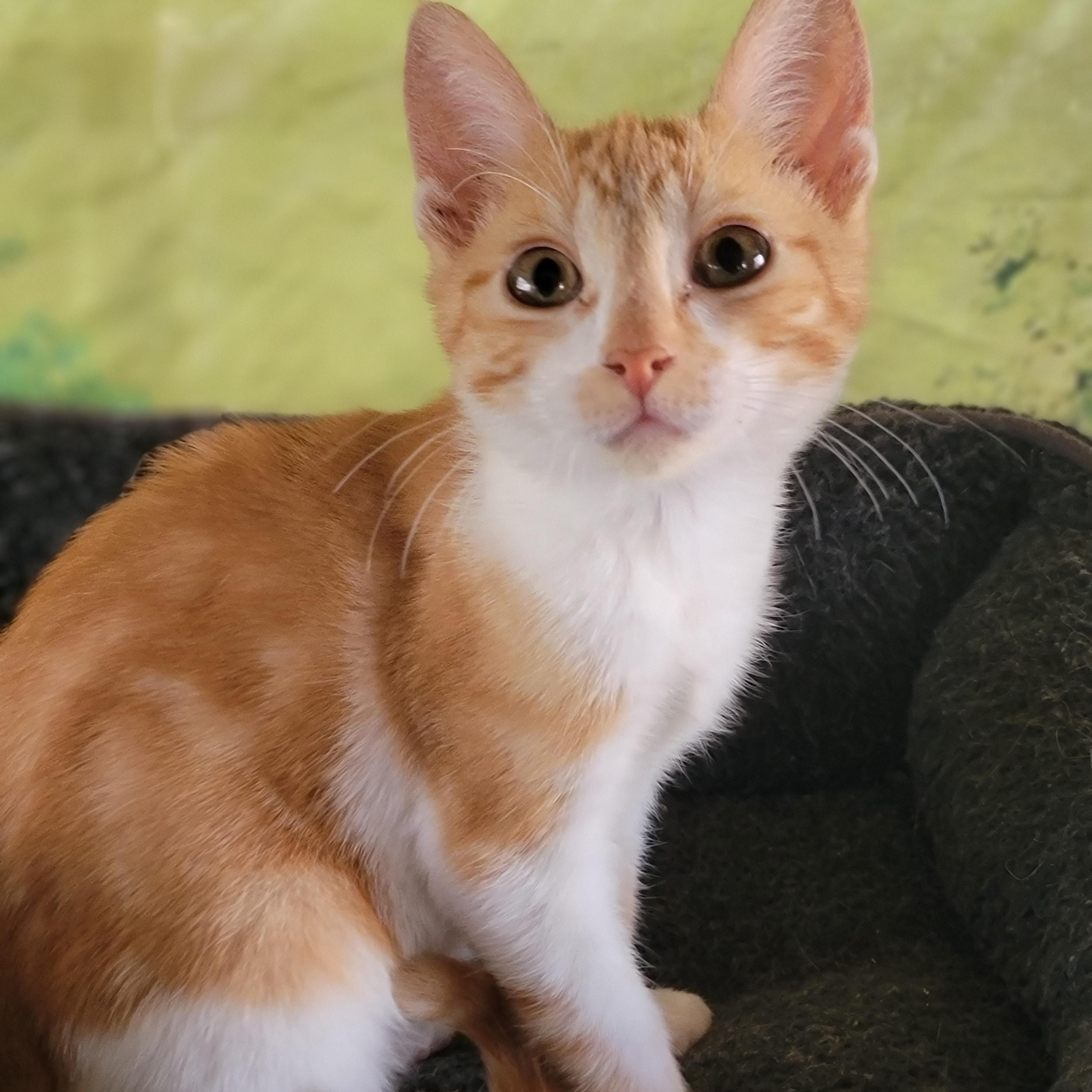 Brandy, a Adoptable Domestic Short Hair in Washoe Valley, NV image 4/4