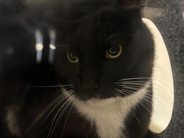 Enlarge Baeorn, a Adoptable mixed breed in Oceanside, CA image 1/1