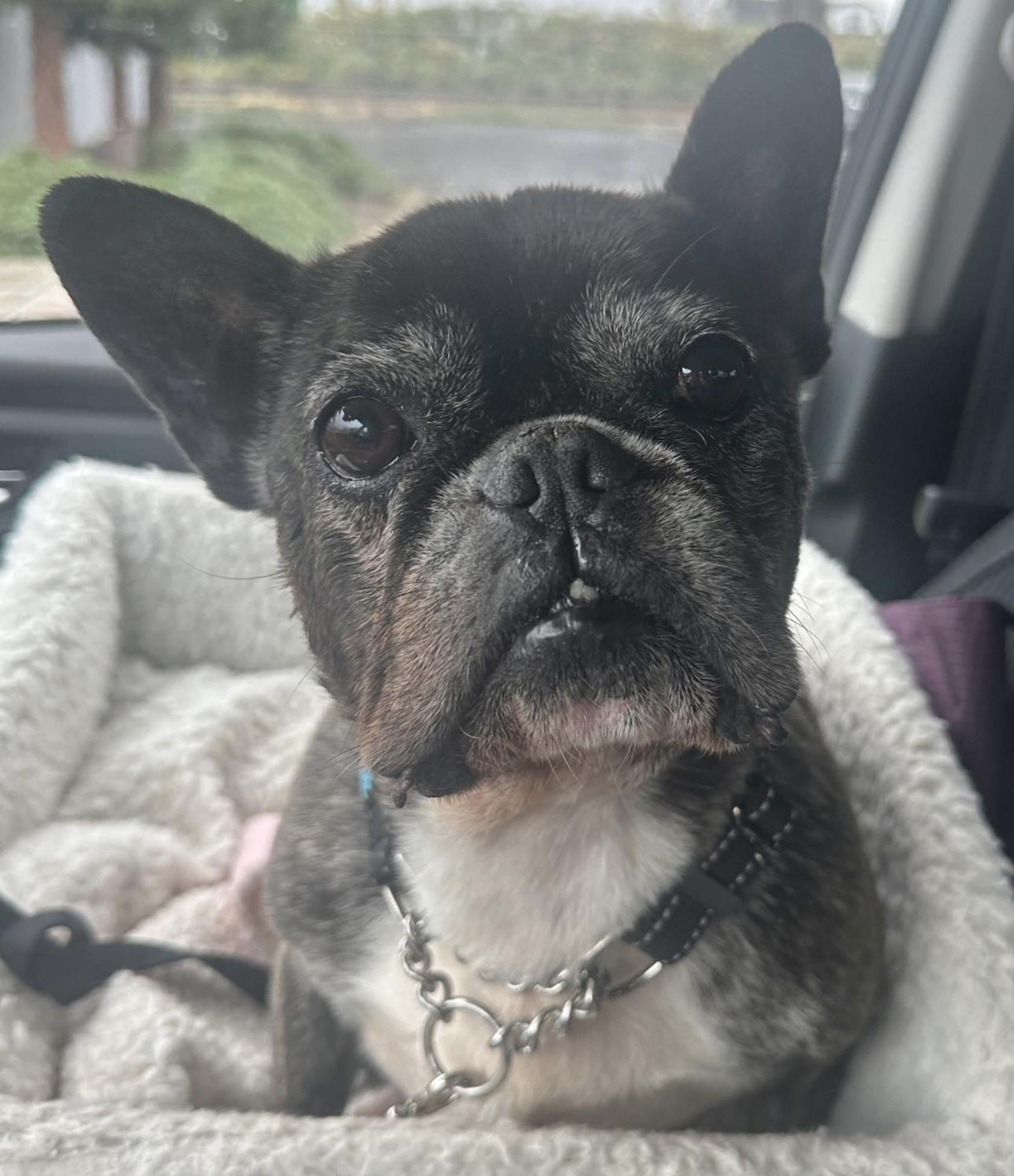 Sophie, Adoptable, Senior Female French Bulldog.
