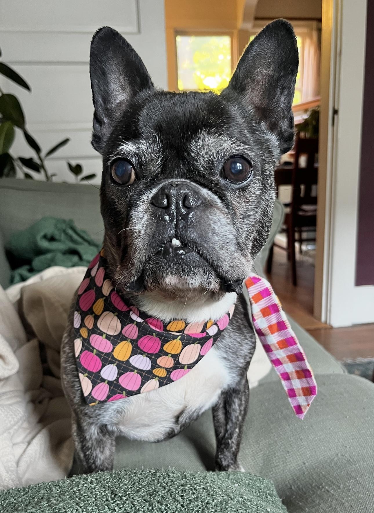 Sophie, a Adoptable French Bulldog in Beaverton, OR image 3/5