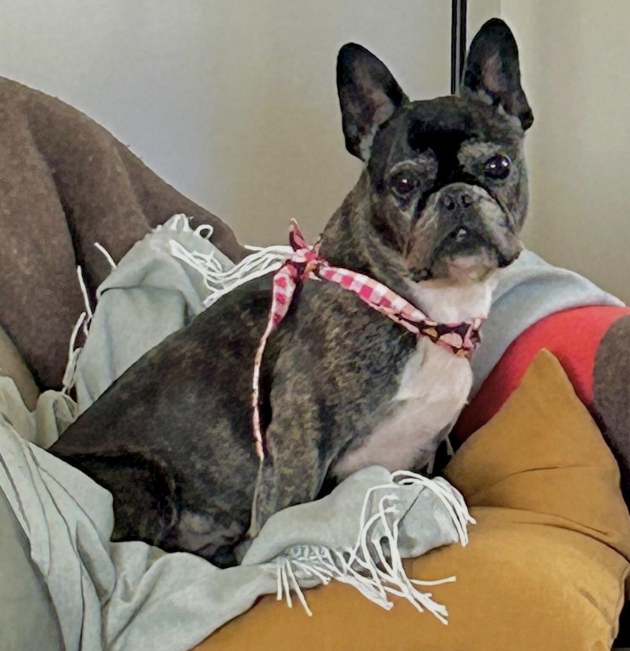 Sophie, a Adoptable French Bulldog in Beaverton, OR image 4/5