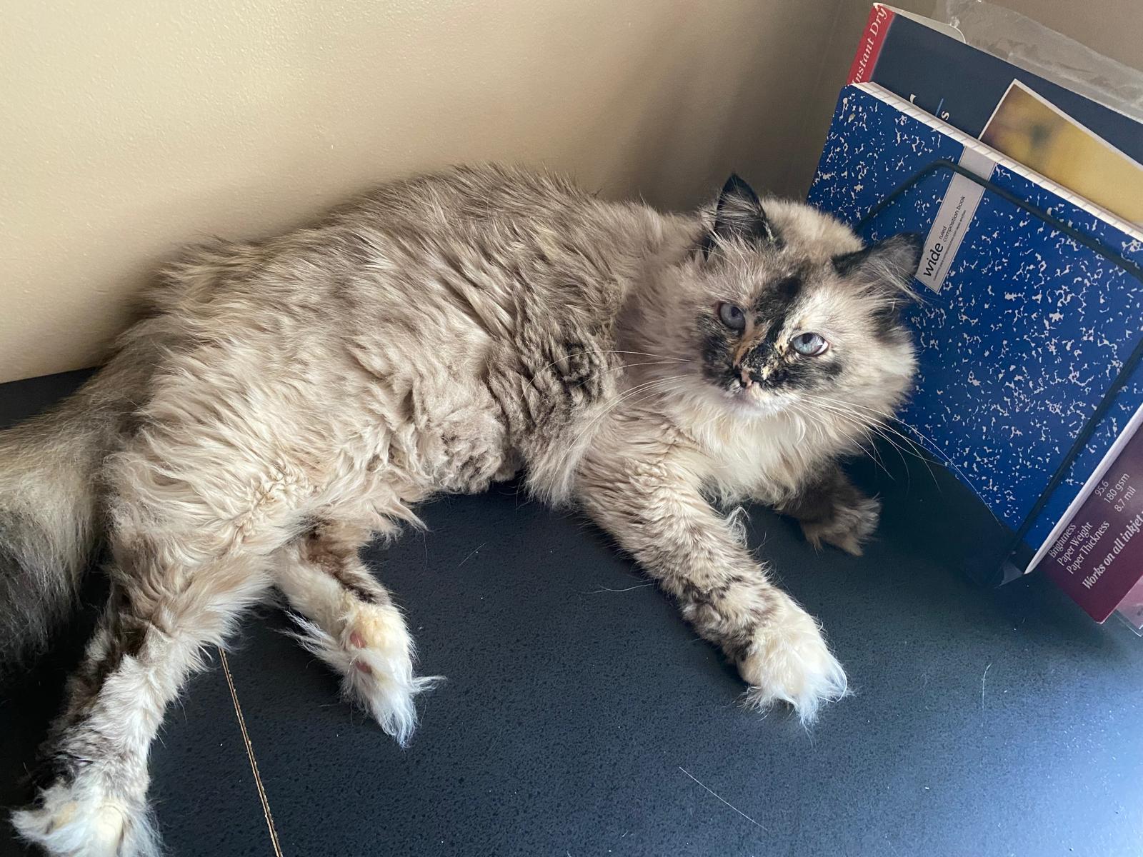 Margot, Adoptable, Adult Female Himalayan.