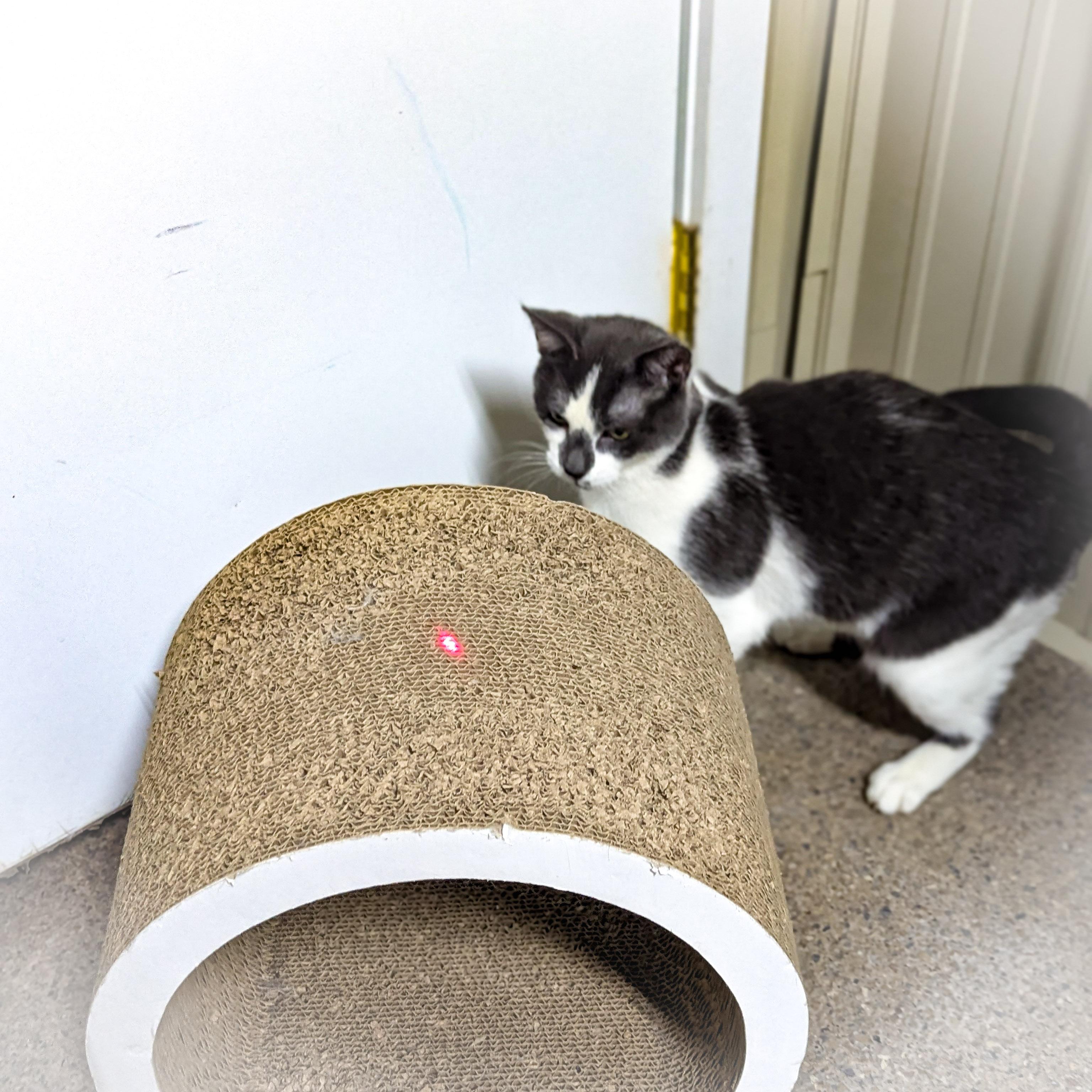 CLOUD, a Adoptable mixed breed in Griffith, IN image 4/6