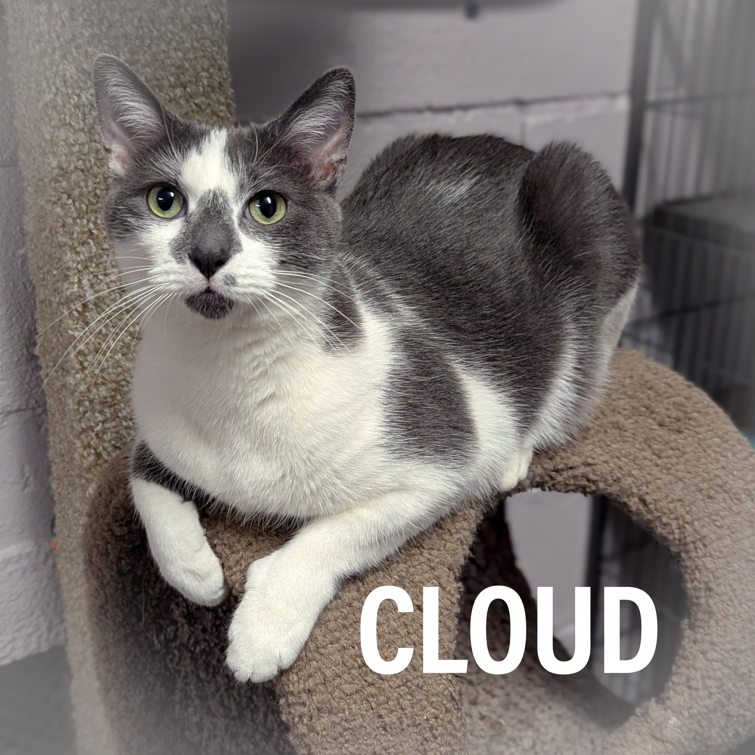 CLOUD, Adoptable, Adult Female Domestic Short Hair & Tuxedo.