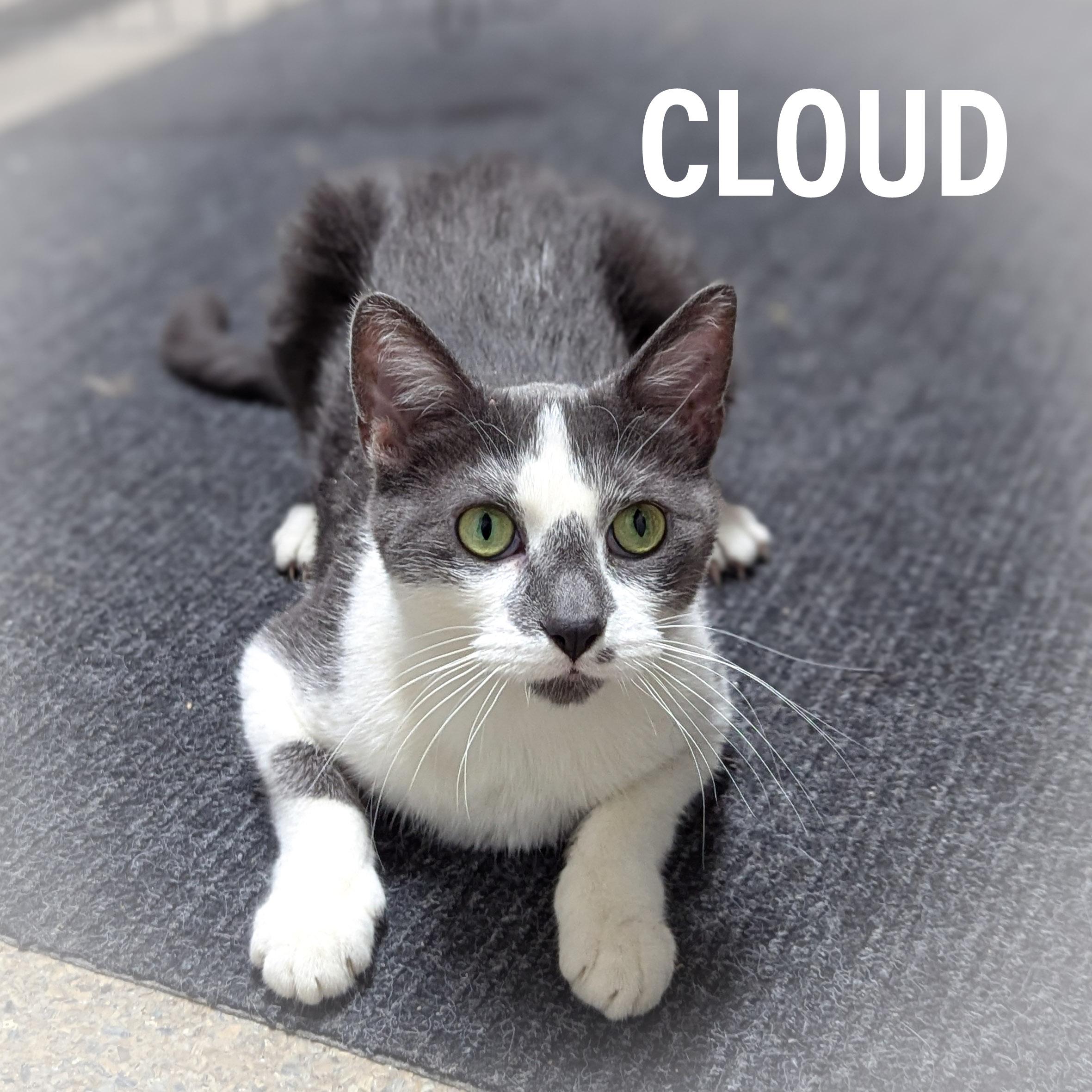CLOUD, a Adoptable mixed breed in Griffith, IN image 5/6
