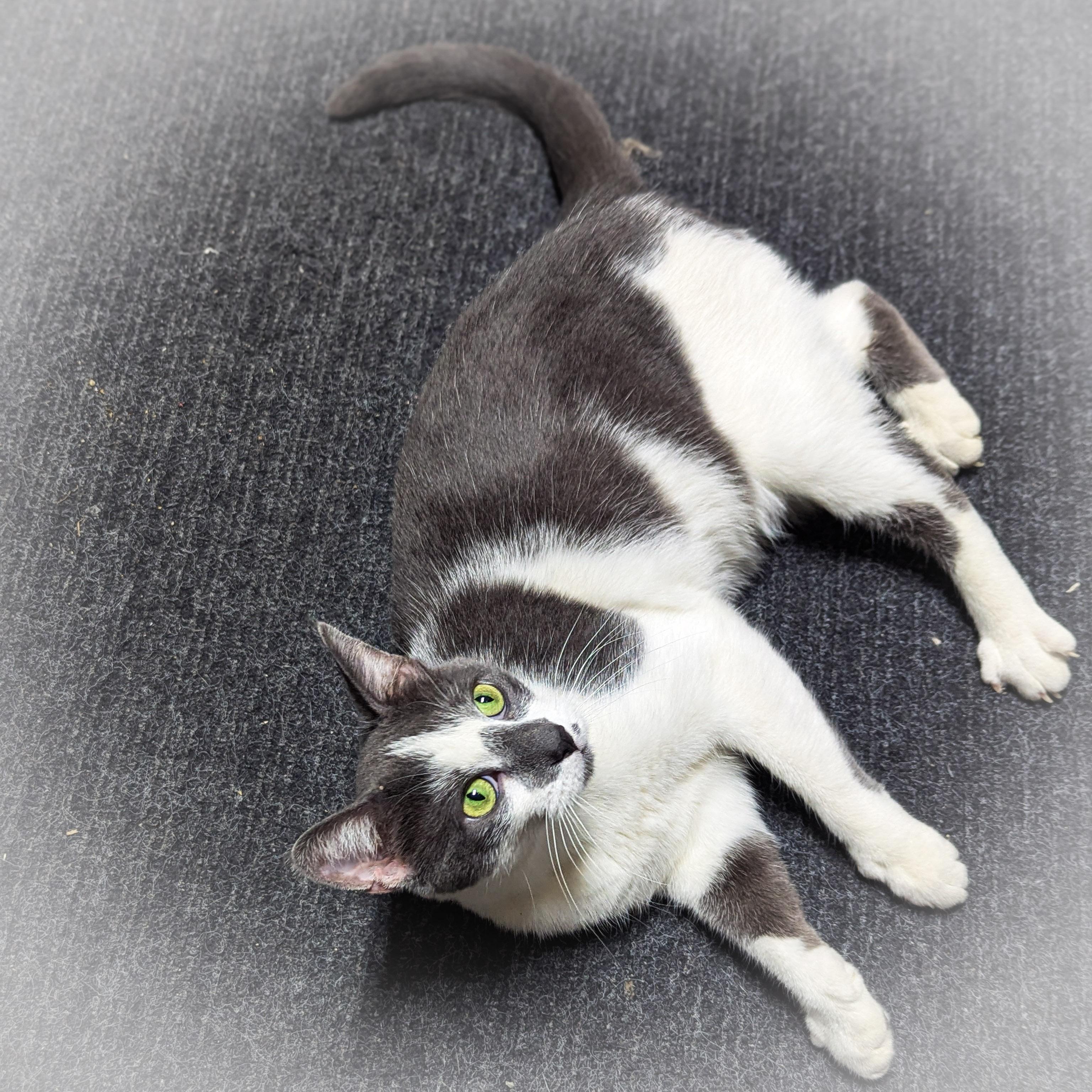 CLOUD, a Adoptable mixed breed in Griffith, IN image 2/6