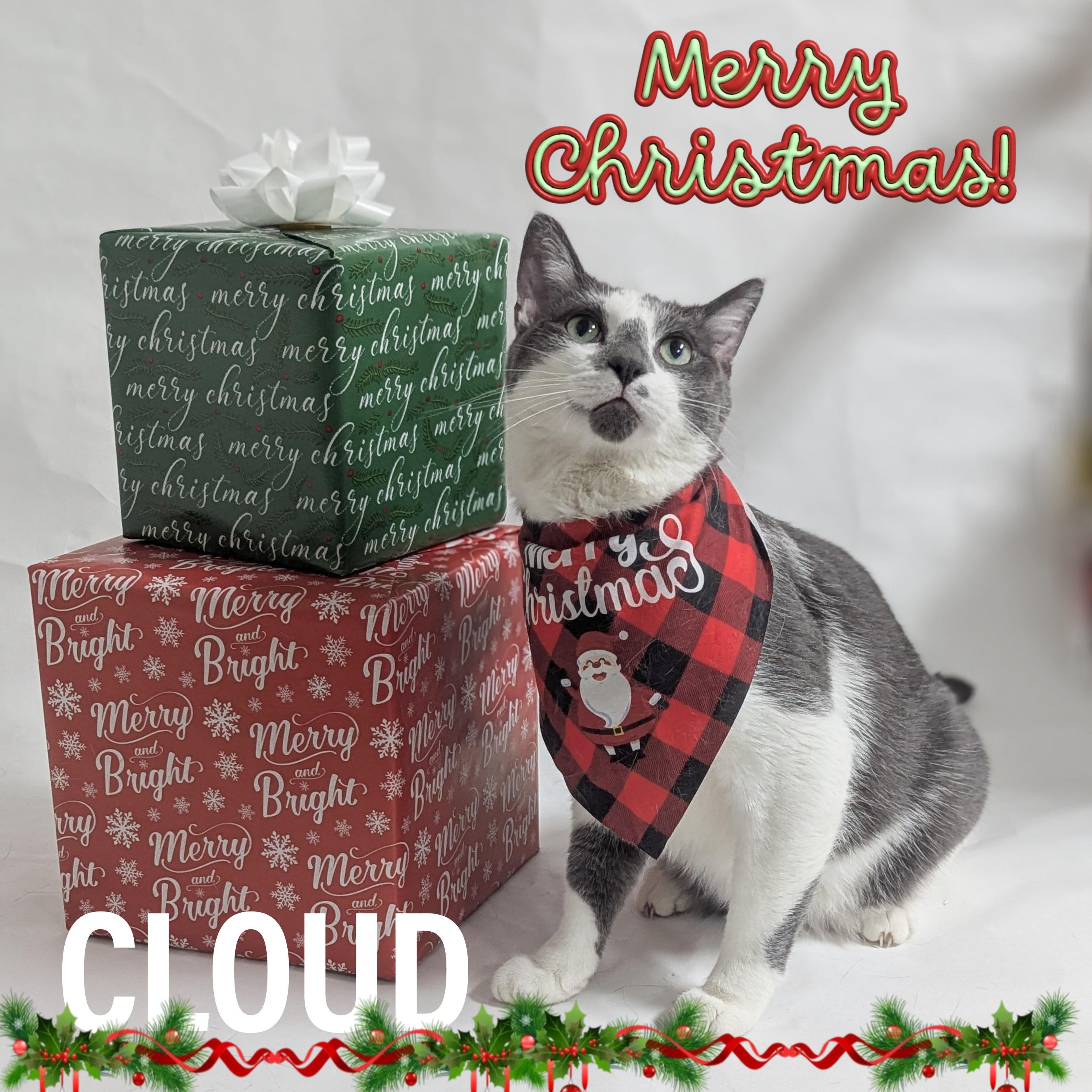 CLOUD, Adoptable, Adult Female Domestic Short Hair & Tuxedo.