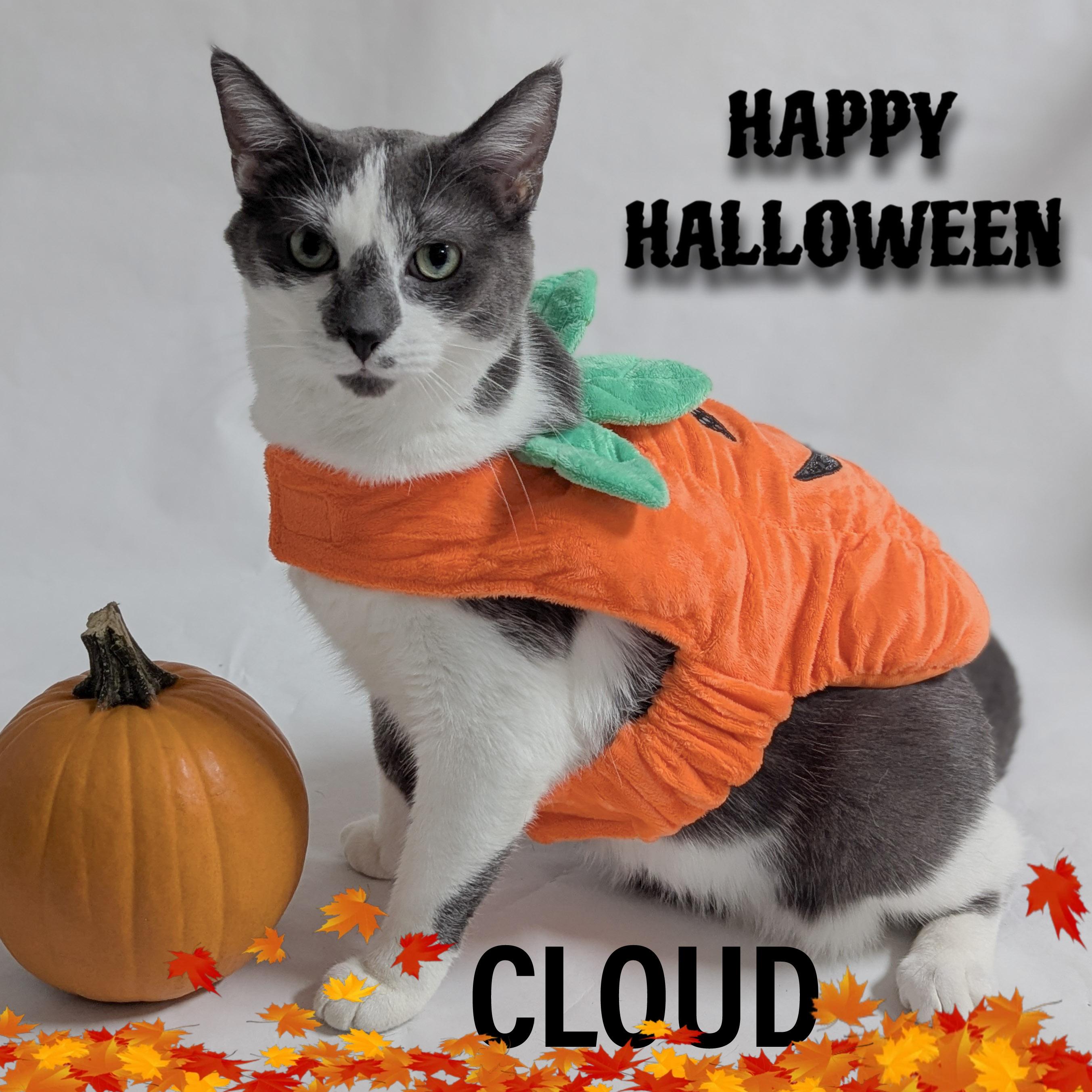 CLOUD, a Adoptable mixed breed in Griffith, IN image 6/6