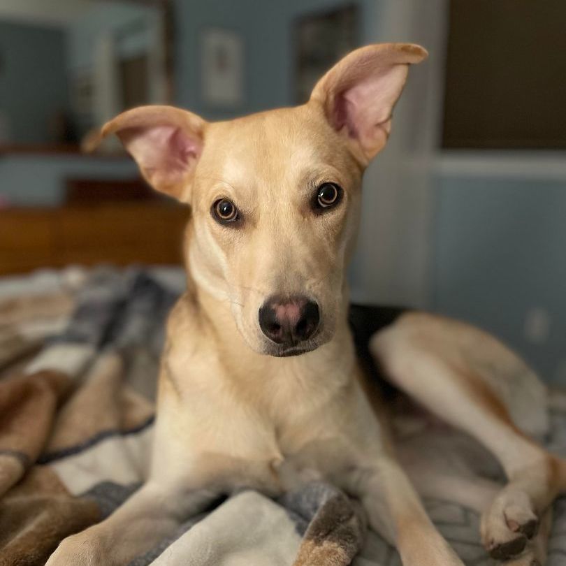 Finn, Adoptable, Young Male Shepherd & Yellow Labrador Retriever.