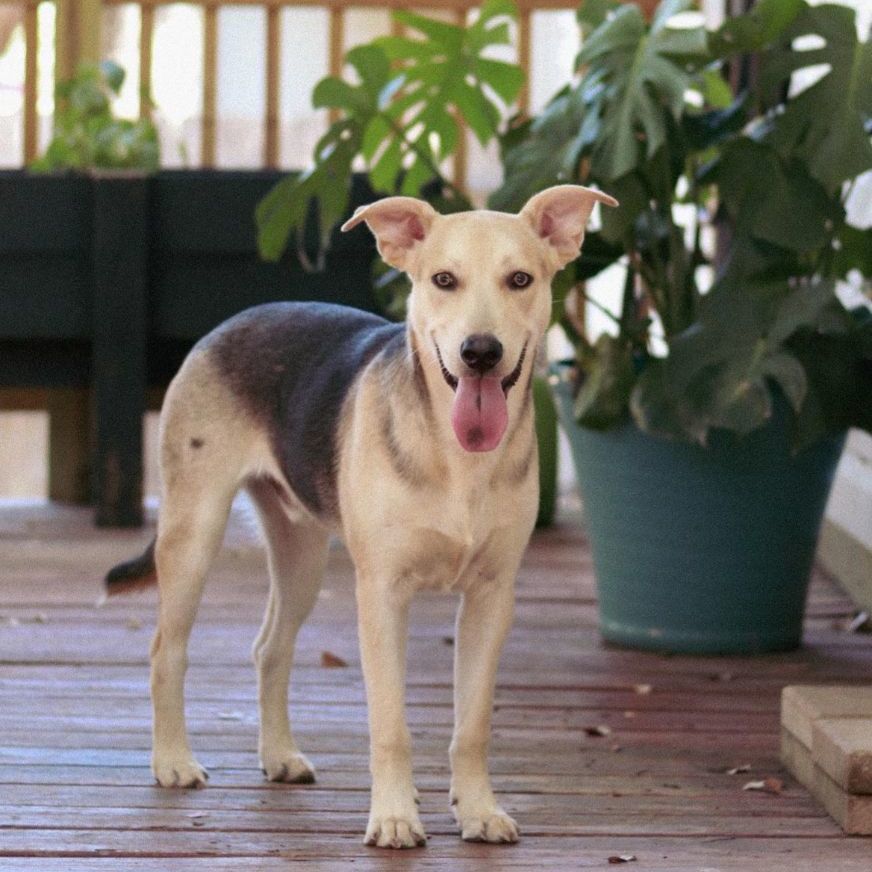 Finn, a Adoptable mixed breed in Henrietta, NY image 3/6