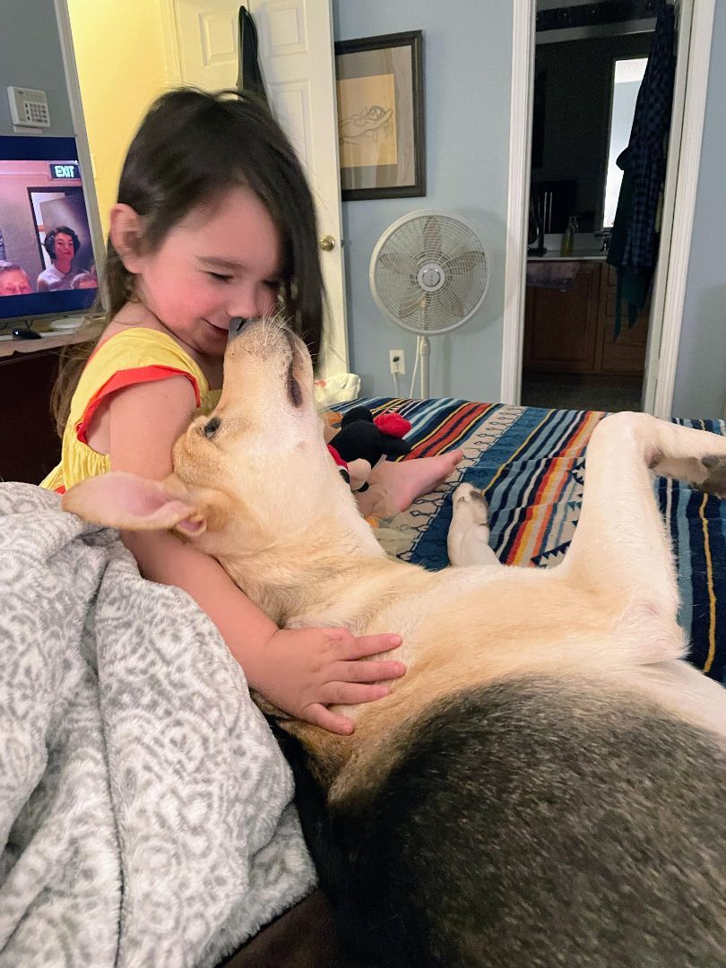 Finn, a Adoptable mixed breed in Henrietta, NY image 4/6