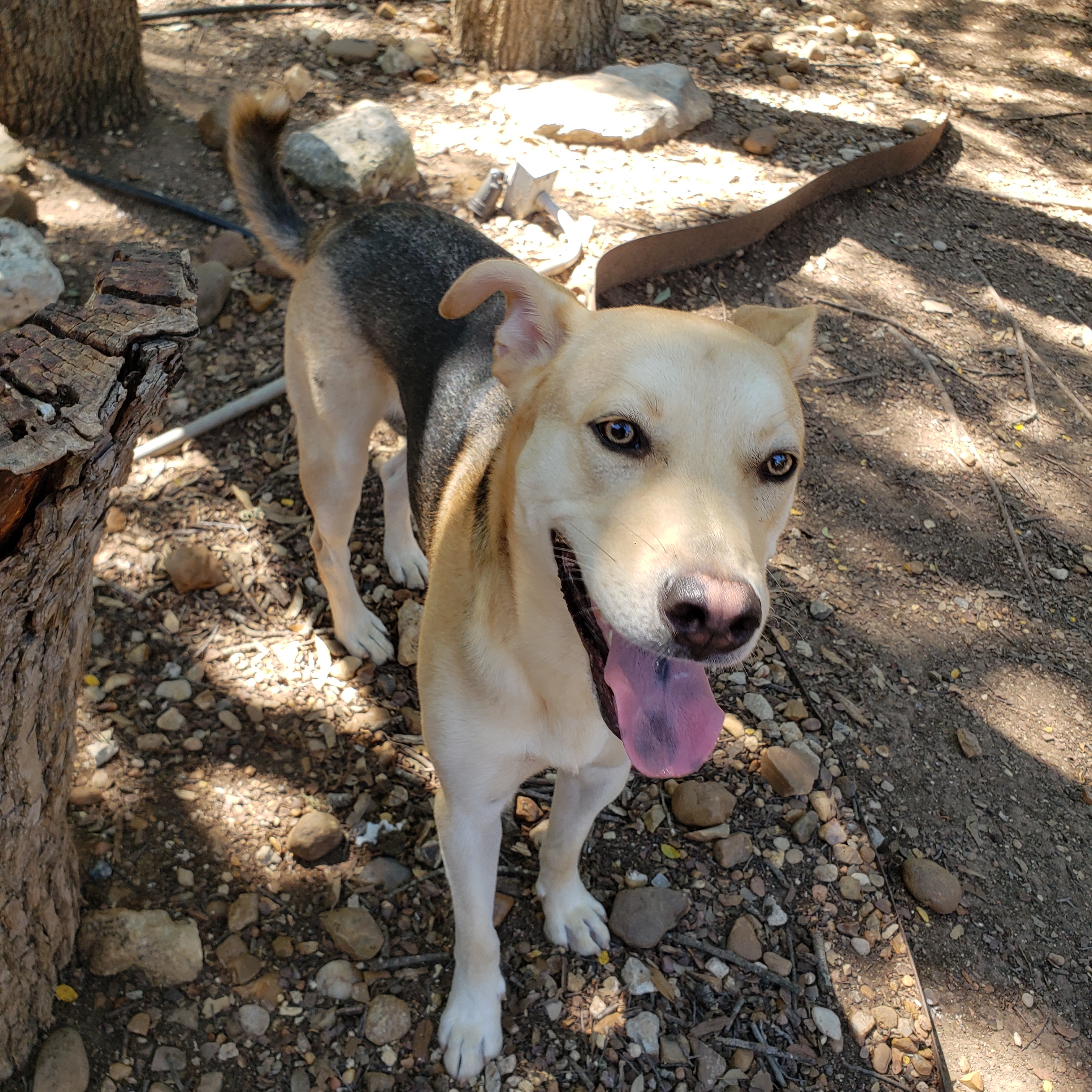 Finn, a Adoptable mixed breed in Henrietta, NY image 2/6