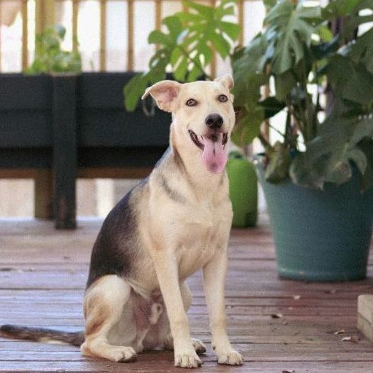 Finn, a Adoptable mixed breed in Henrietta, NY image 5/6