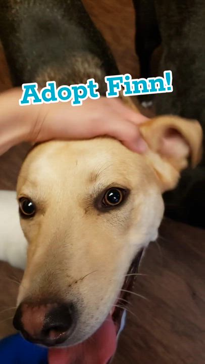 Enlarge Finn, a Adoptable mixed breed in Henrietta, NY video 6/6