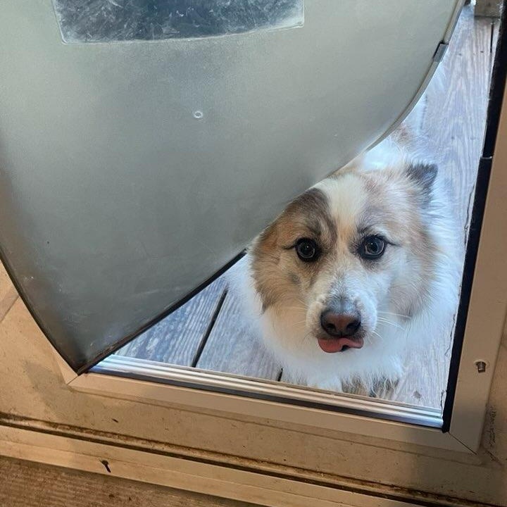 NORA, Adoptable, Adult Female Cardigan Welsh Corgi.