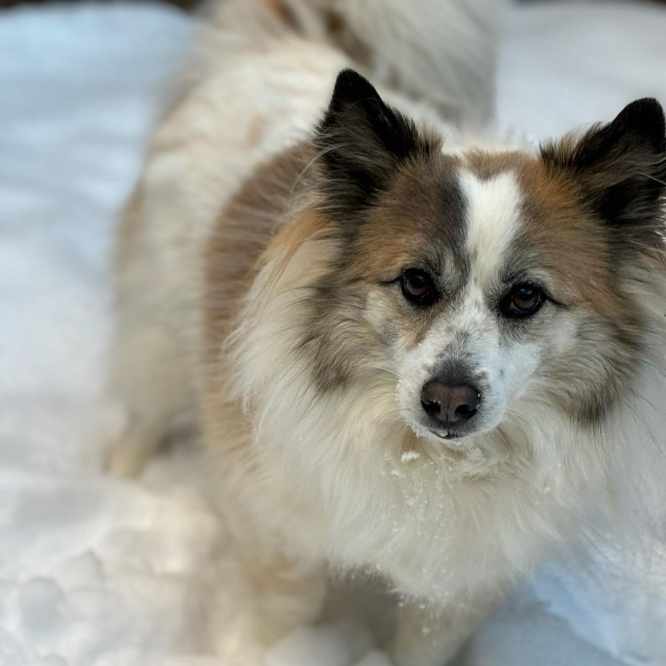 Enlarge NORA, a Adoptable Cardigan Welsh Corgi in Brooklyn, NY image 2/5