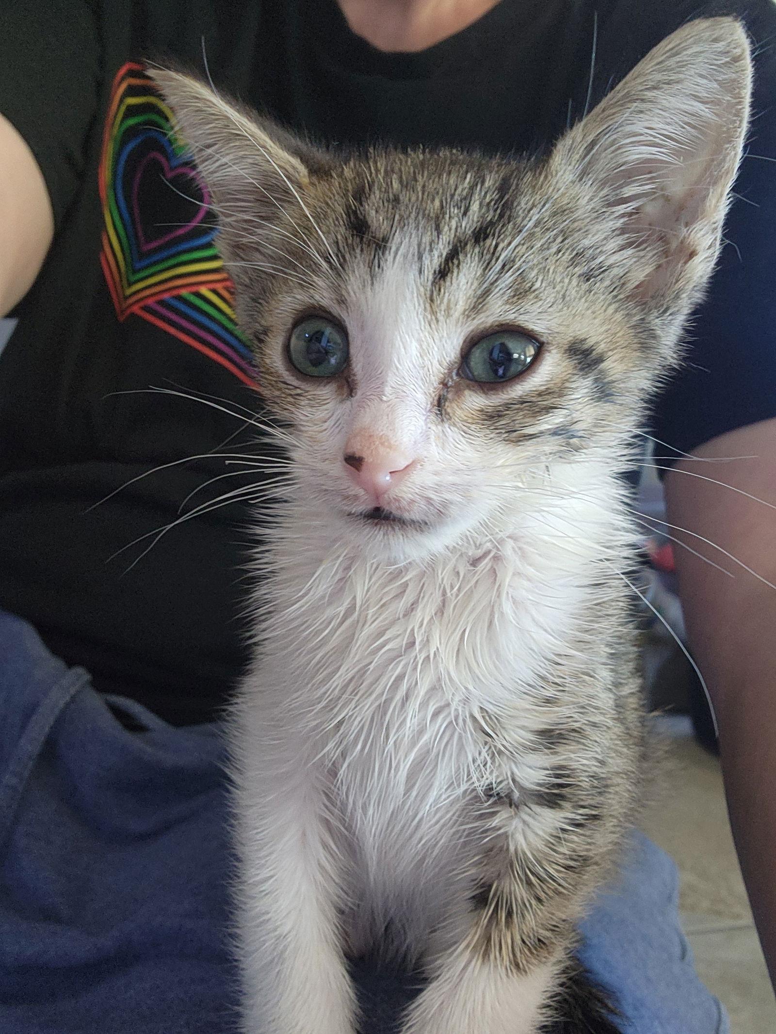 Taco (Sticky Pants), Adoptable, Adult Male Domestic Short Hair.