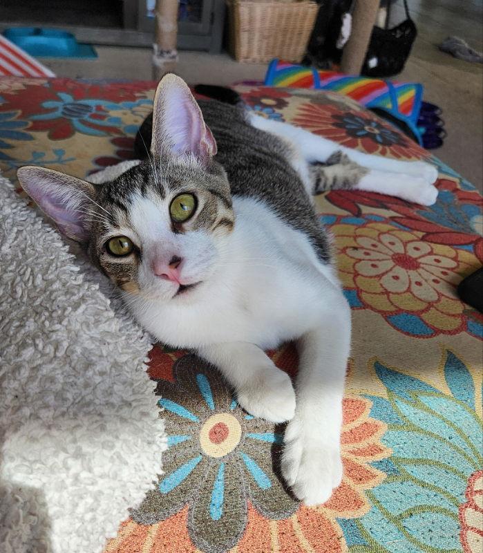 Enlarge Taco (Sticky Pants), a Adoptable Domestic Short Hair in Glendale, AZ image 3/3