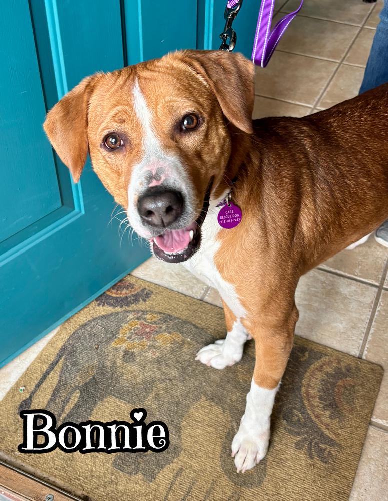Bonnie, Adoptable, Adult Female Foxhound & American Staffordshire Terrier.
