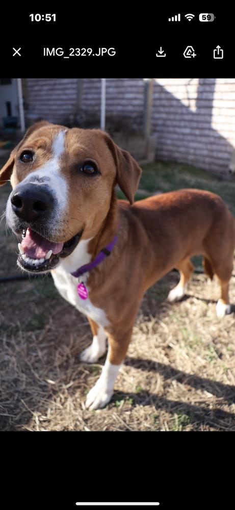 Enlarge Bonnie, a Adoptable mixed breed in Tulsa, OK image 2/3