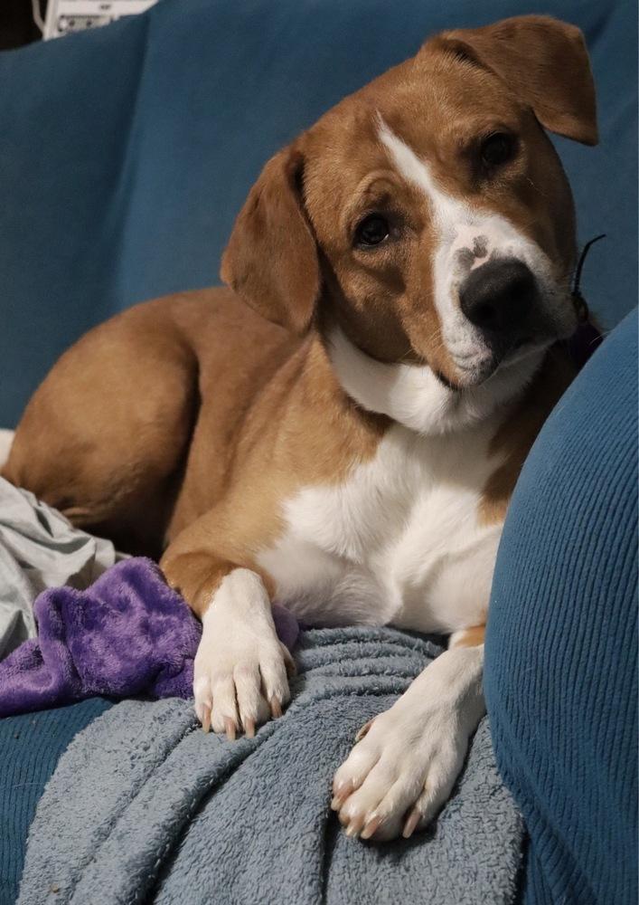 Enlarge Bonnie, a Adoptable mixed breed in Tulsa, OK image 2/6