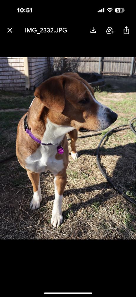 Enlarge Bonnie, a Adoptable mixed breed in Tulsa, OK image 3/3