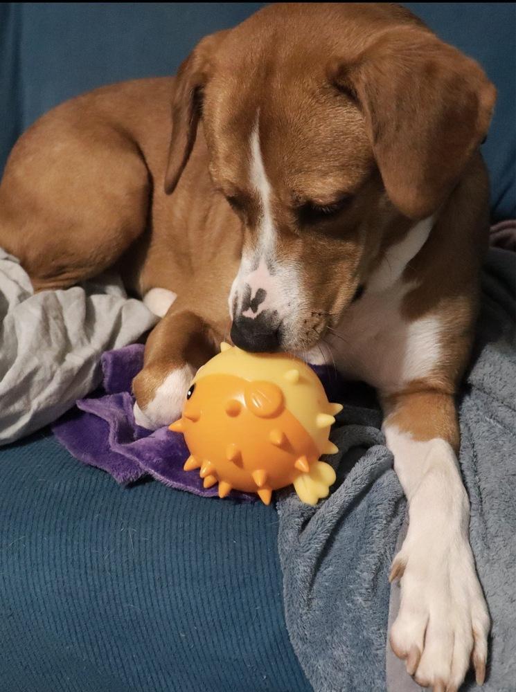 Bonnie, Adoptable, Adult Female Foxhound & American Staffordshire Terrier.