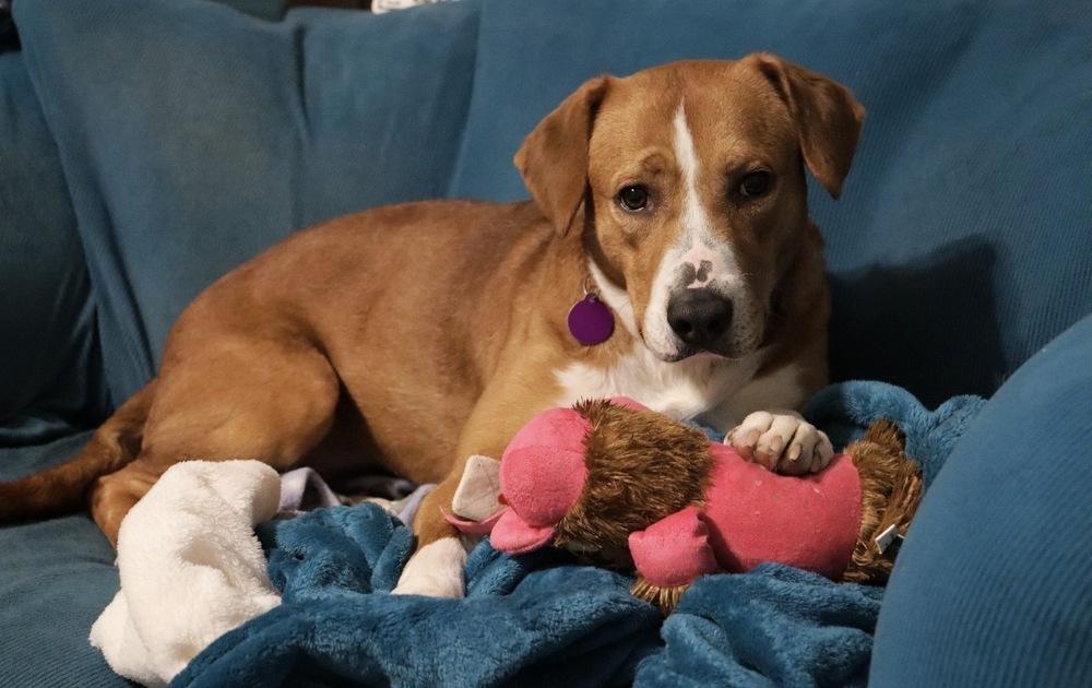 Enlarge Bonnie, a Adoptable mixed breed in Tulsa, OK image 6/6