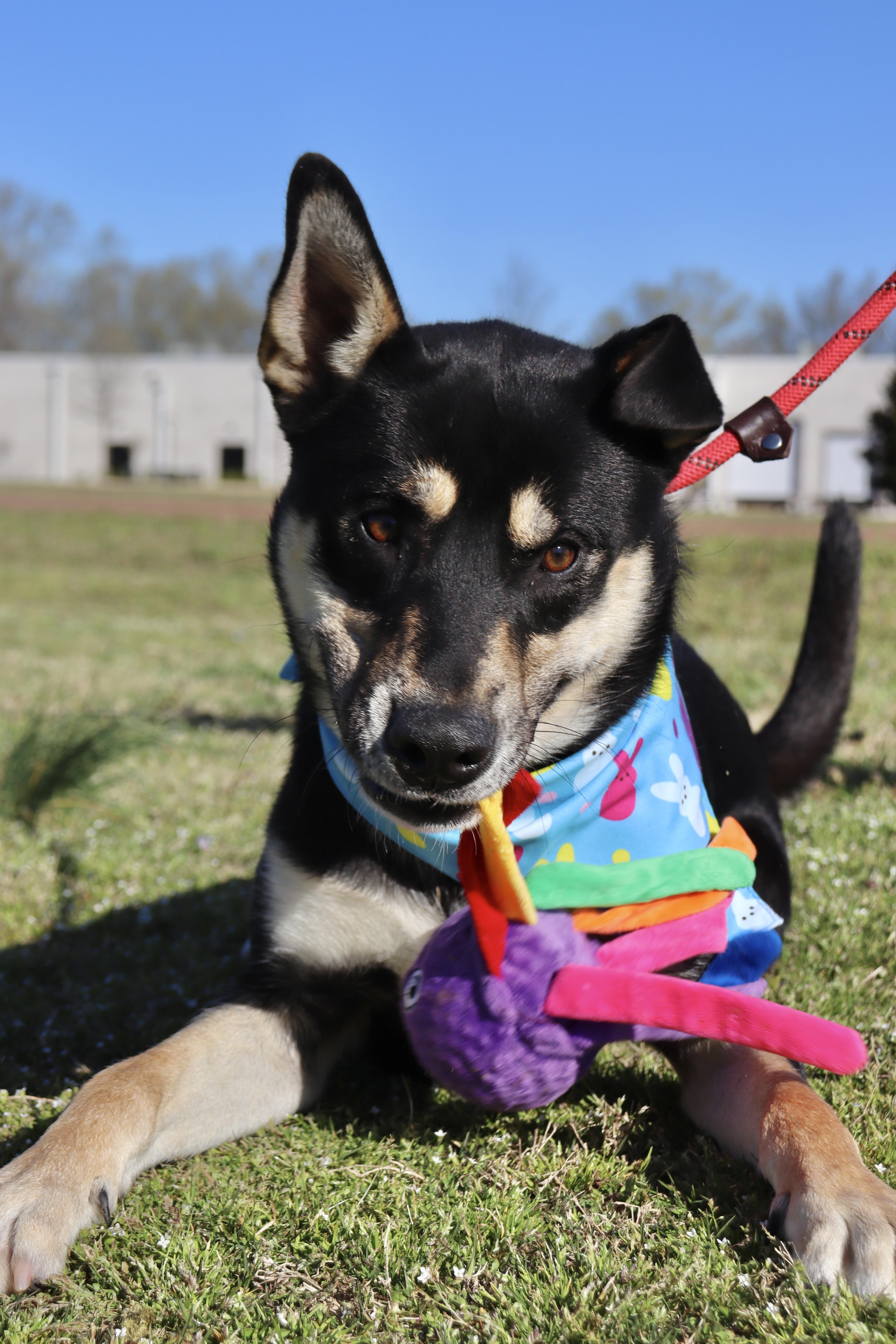 Benny, a Adoptable mixed breed in Collierville, TN image 2/5