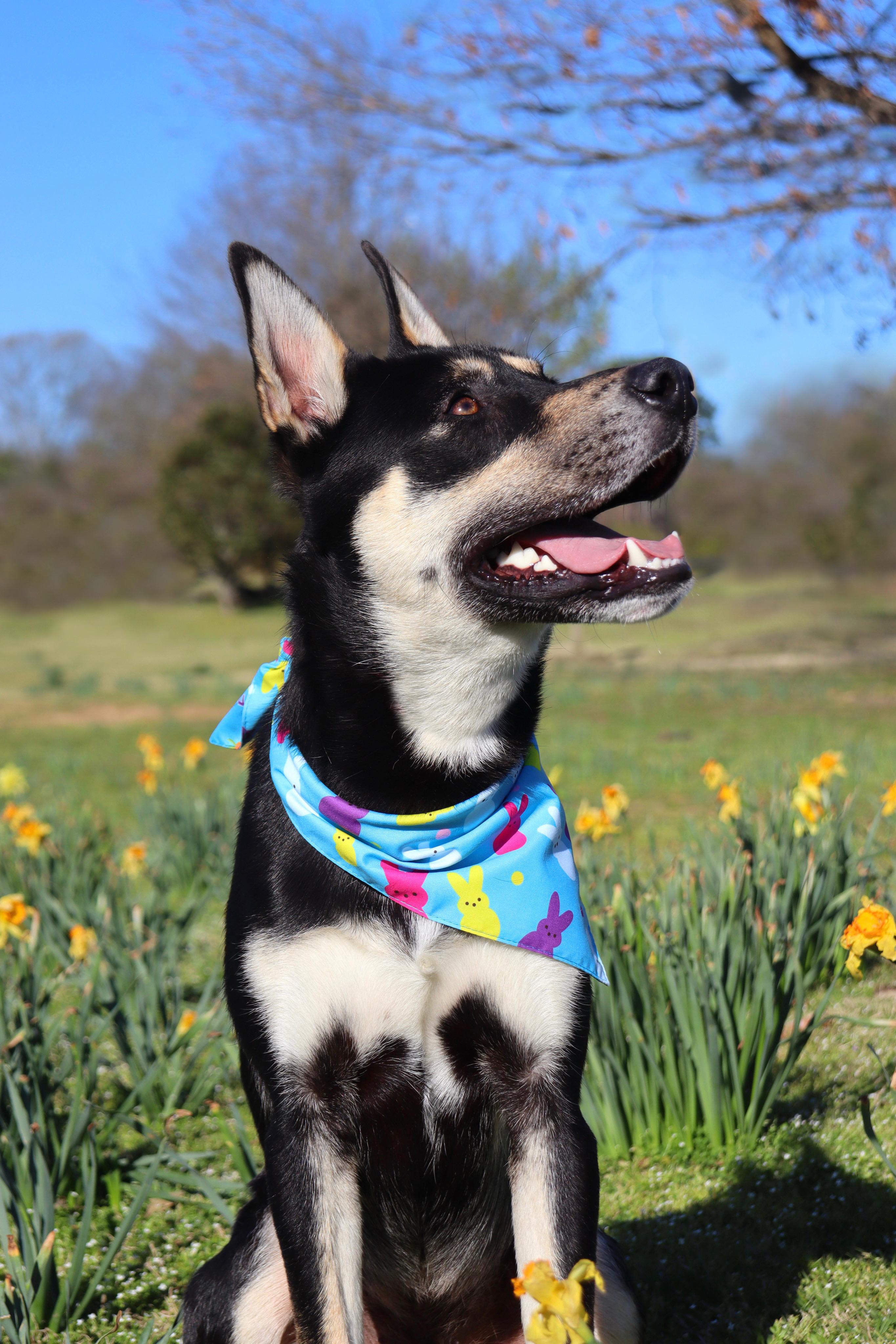 Benny, a Adoptable mixed breed in Collierville, TN image 5/5